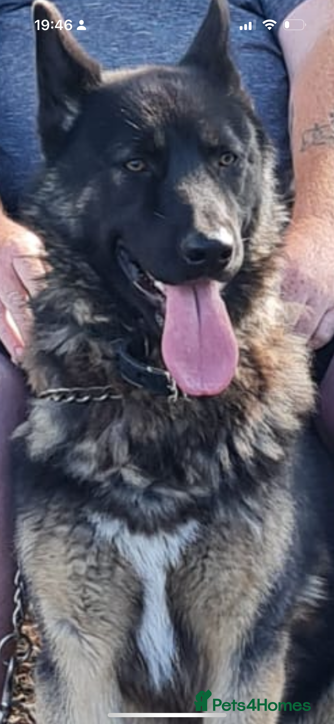 German Shepherd dogs for sale: CUTE 3/4 GERMAN SHEPHERD PUPPIES READY 27th AUGUST - Image 12