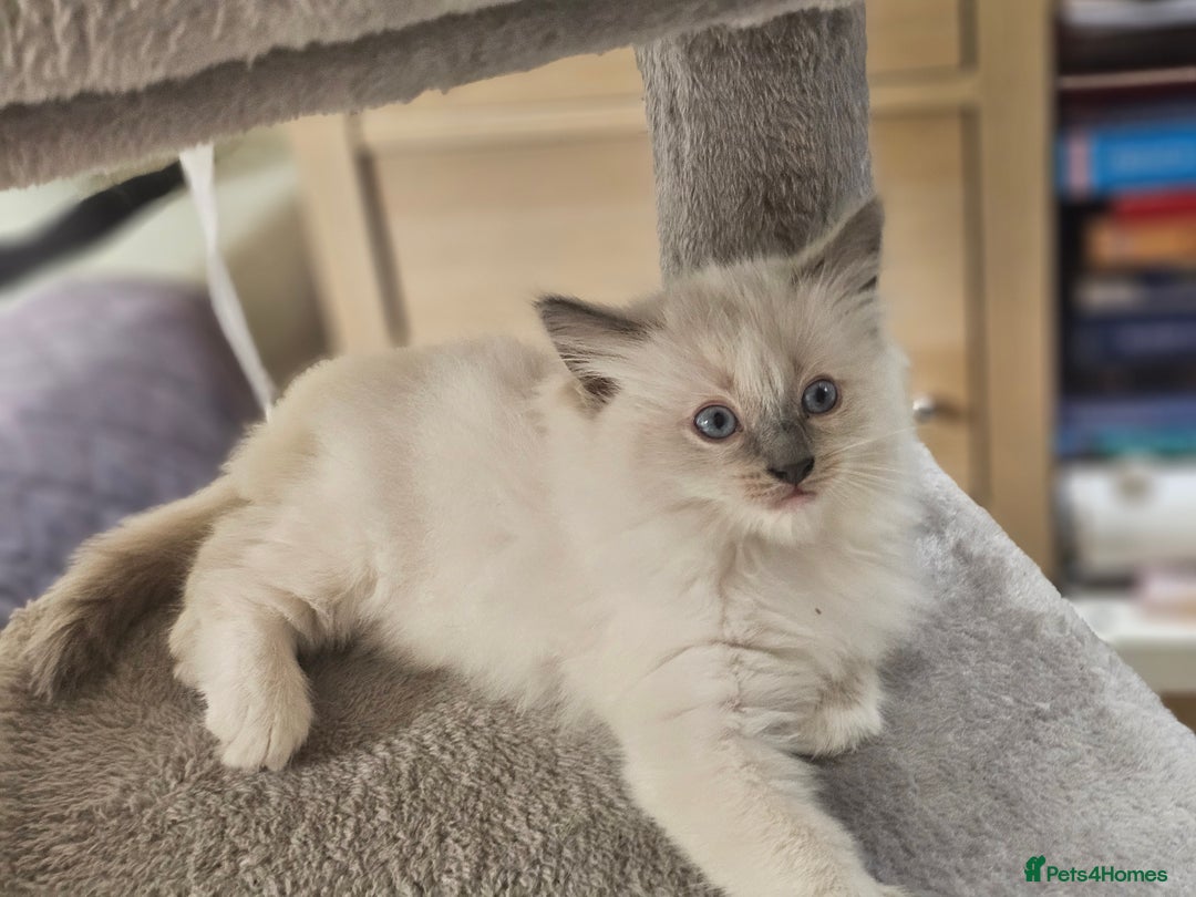 Ragdoll cats for sale: Adorable Ragdoll Boy for Sale - East London - Image 4