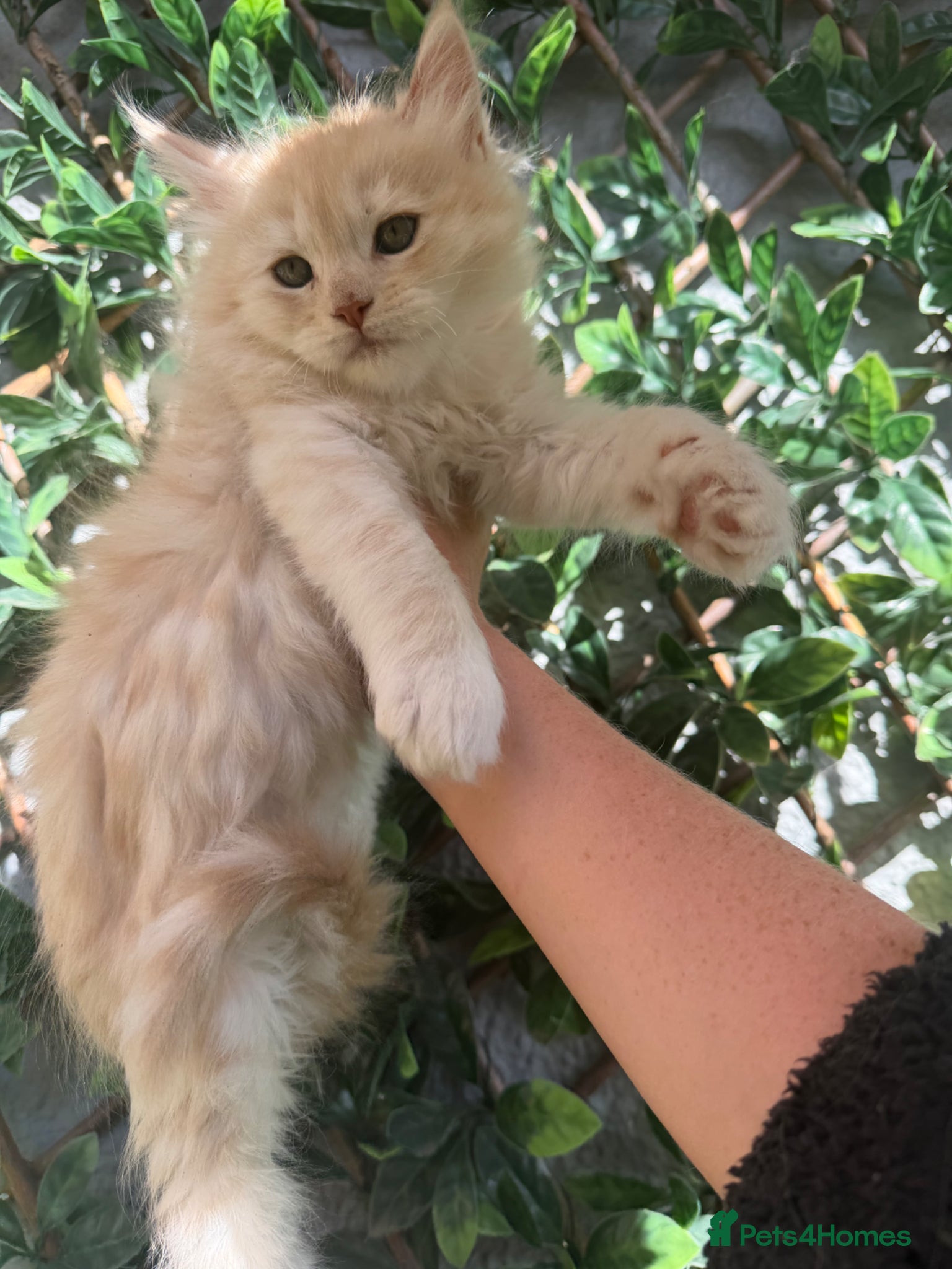 Ragcoon cats RAGCOON STUNNING 5star kittens  😻 - Advert 12