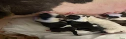 English Bull Terrier dogs for sale: Stunning English Bull Terrier pups. - Advert 4