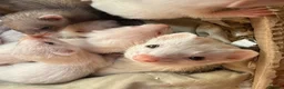 Ferret rodents for sale: Ferret kits - micro lineage - Advert 4