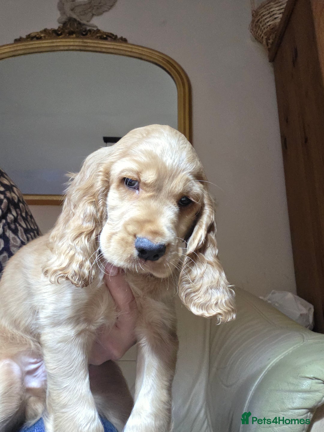 Cocker Spaniel dogs for sale: Beautiful and sweet puppy😊 - Image 31