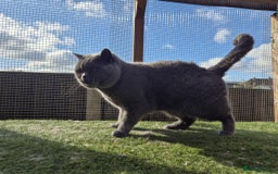 British Shorthair cats for sale: British shorthair kittens  - Image 14