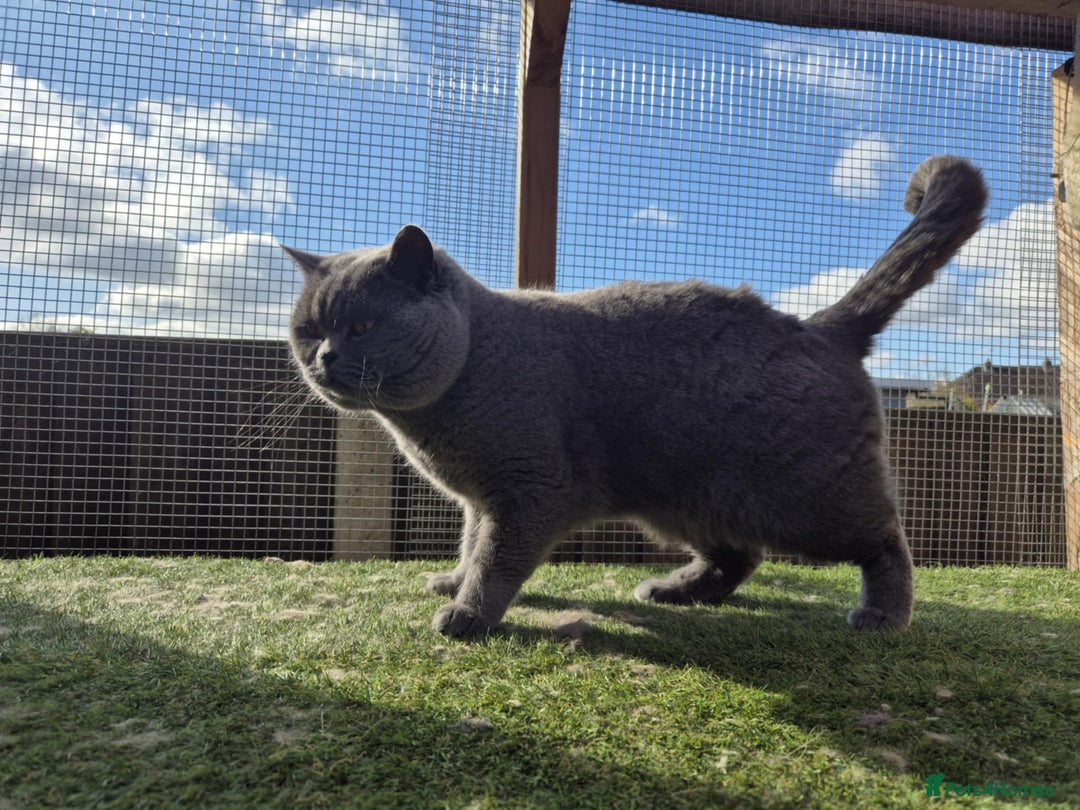 British Shorthair cats for sale: British shorthair kittens  - Image 14