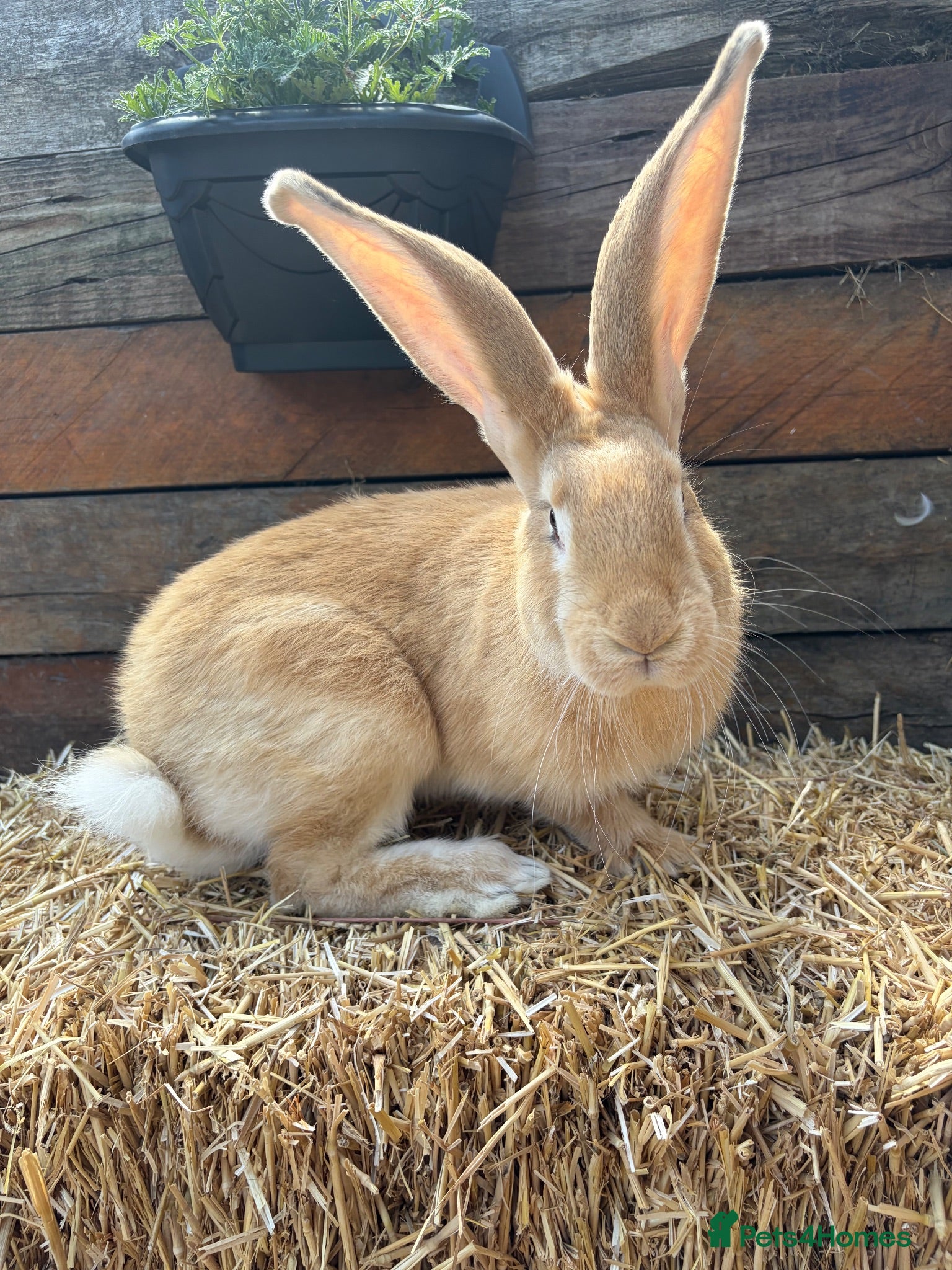 Continental Giant rabbits Continental giant babies available  - Advert 10