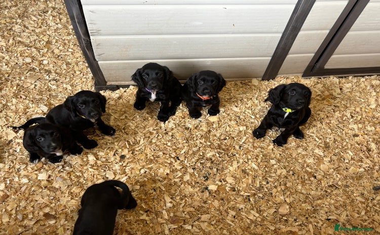 Sprocker dogs - Advert 4