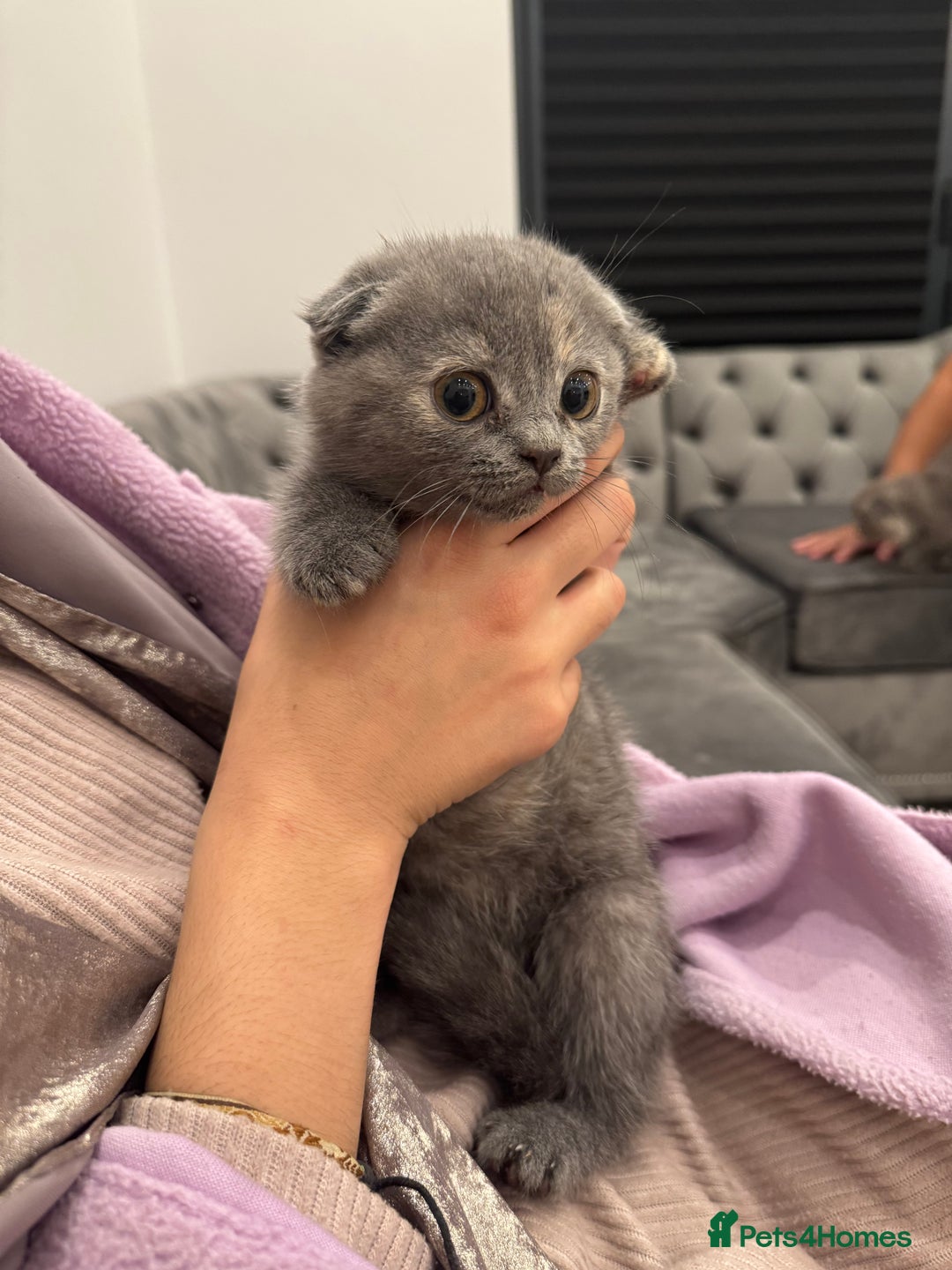 Scottish Fold cats for sale: Stunning purebred Scottish Folds for sale - Image 5