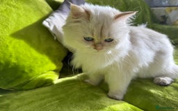 British Longhair cats for sale: British Longhair and Shorthair kittens for sale - Image 7