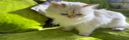 British Longhair cats for sale: Pure bread British Long and Shorthair kittens   - Advert 22