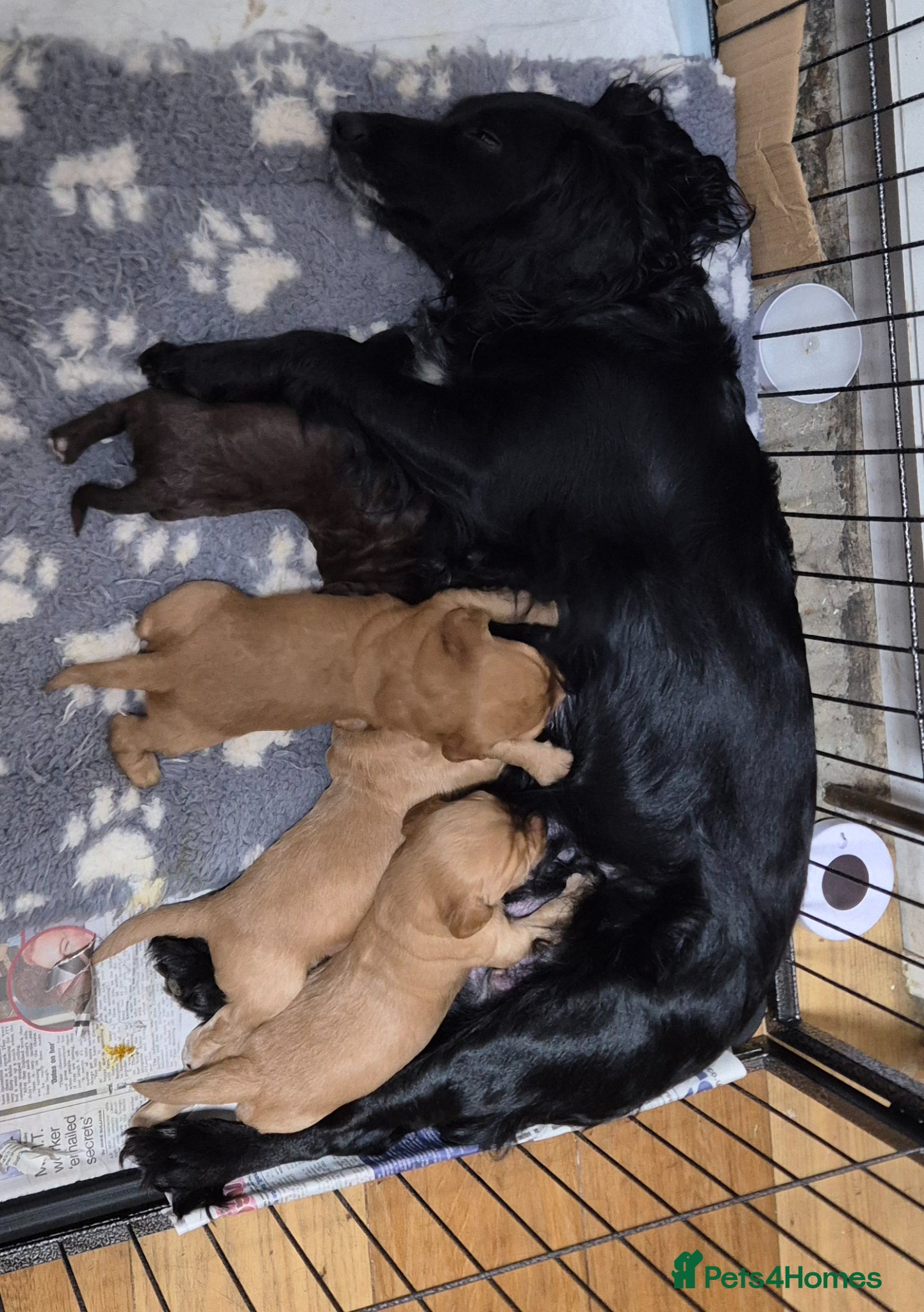 Cocker Spaniel dogs Gorgeous working cocker spaniel boys  - Advert 19