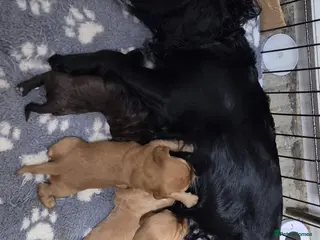 Cocker Spaniel dogs Gorgeous working cocker spaniel boys - Advert 19