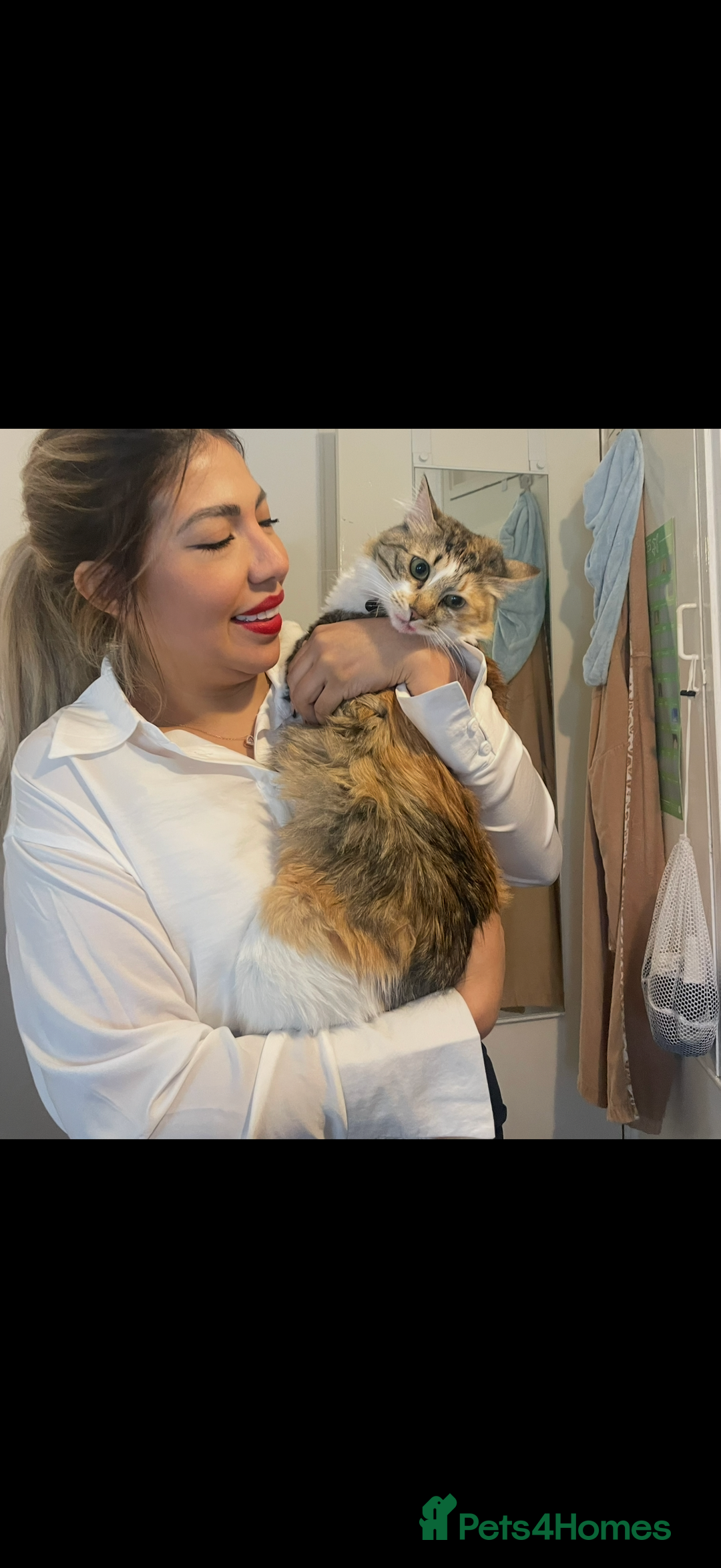 Mixed Breed cats for sale: Boy cat up for adoption - Advert 14