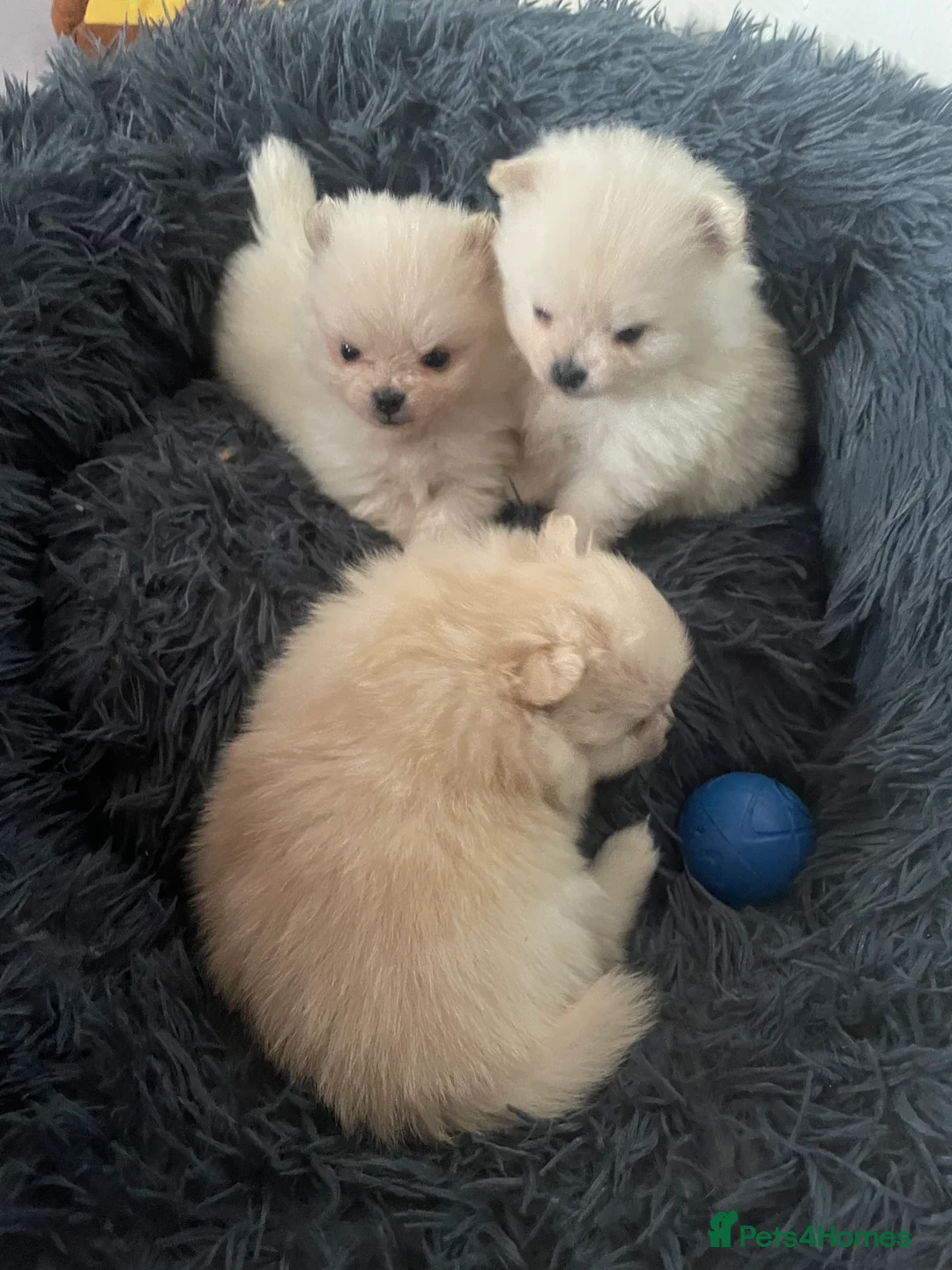 Pomeranian dogs for sale: White KENNEL CLUB Registered CHAMPION Bloodlines - Advert 31