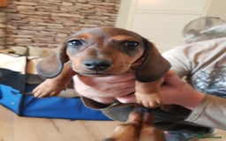 Miniature Dachshund dogs for sale: Miniature Dachshund Puppies  - Image 4