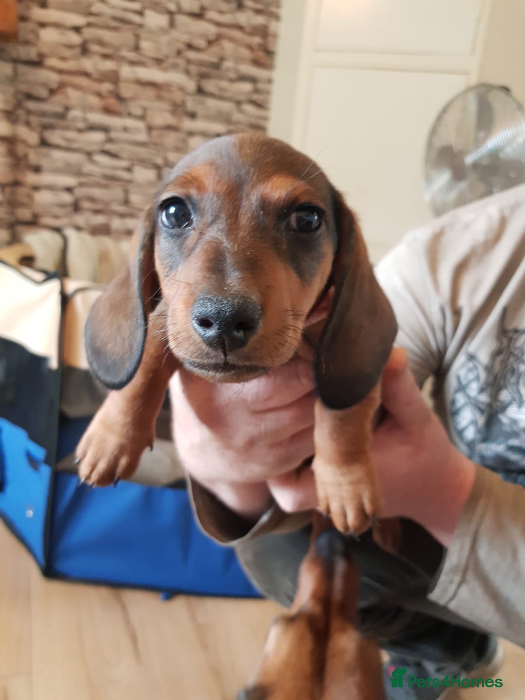 Miniature Dachshund dogs for sale: Miniature Dachshund Puppies  - Image 4