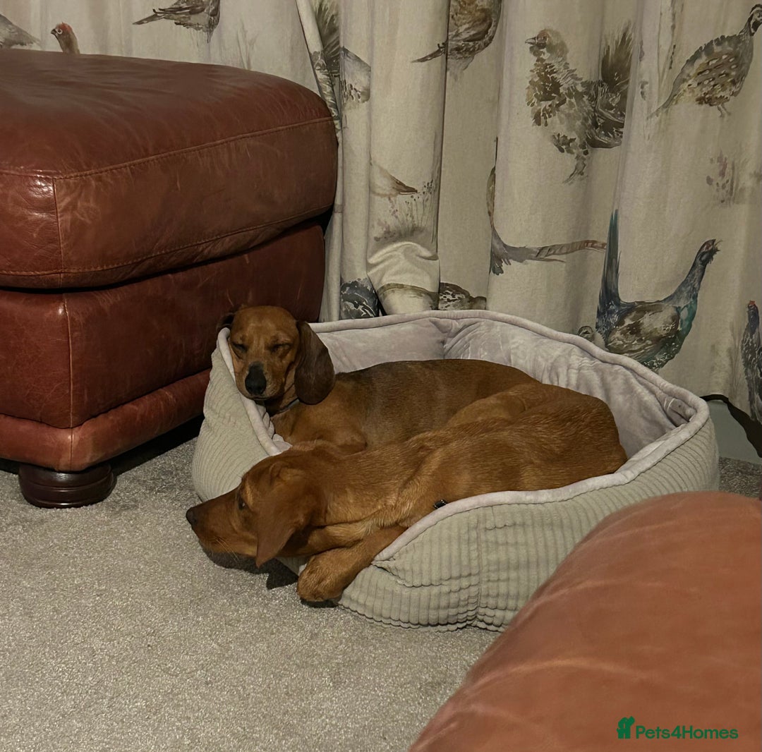 Labrador Retriever dogs for sale: 7 month old lab  - Image 4