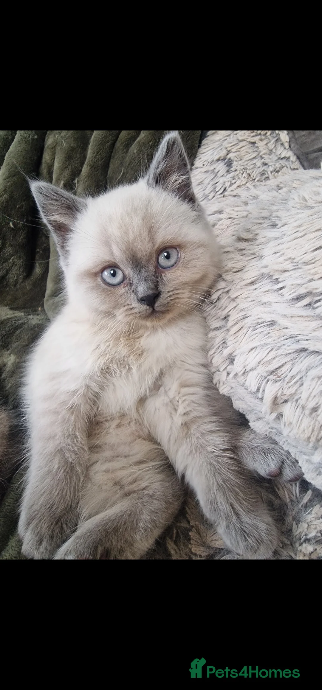 British Shorthair cats for sale: 3 british shorthair kittens - Advert 5