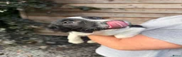 Border Collie dogs for sale: Border Collie Puppies  - Advert 7