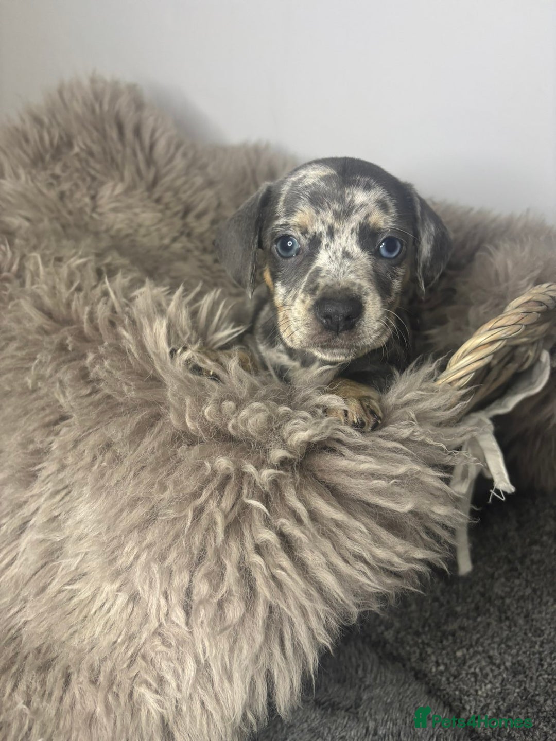 Mixed Breed dogs for sale: Beautiful litter of French bulldog x dachshund  - Advert 9