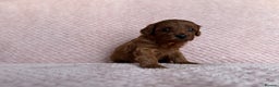 Cavapoo dogs for sale: Health tested F1b Cavapoo puppies - Advert 4