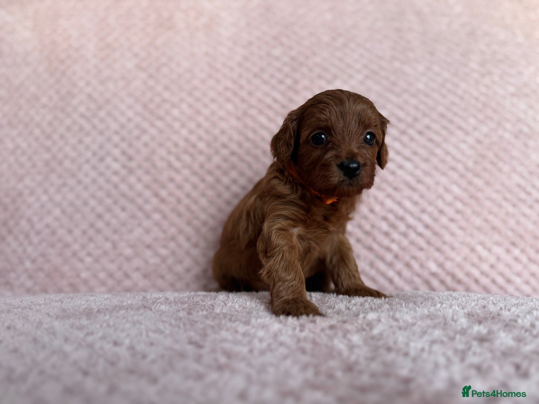 Cavapoo dogs for sale: Health tested F1b Cavapoo puppies - Advert 4