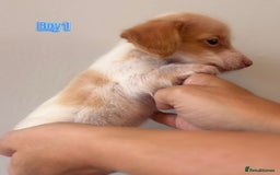 Miniature Dachshund dogs for sale: Longhaired piebald miniature dachshund pups  - Image 2