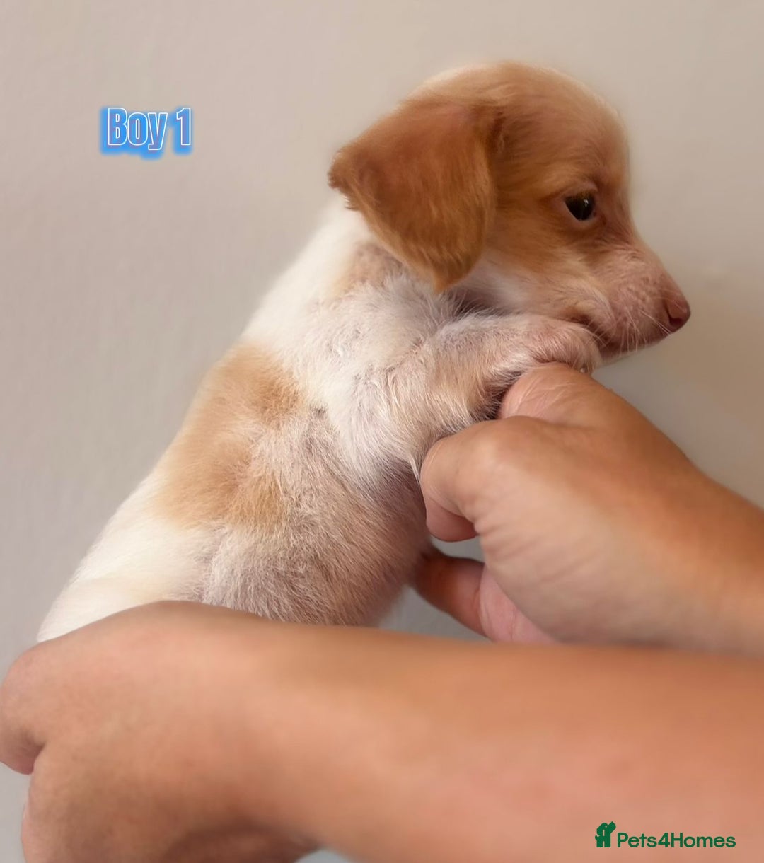 Miniature Dachshund dogs for sale: Longhaired piebald miniature dachshund pups  - Image 2