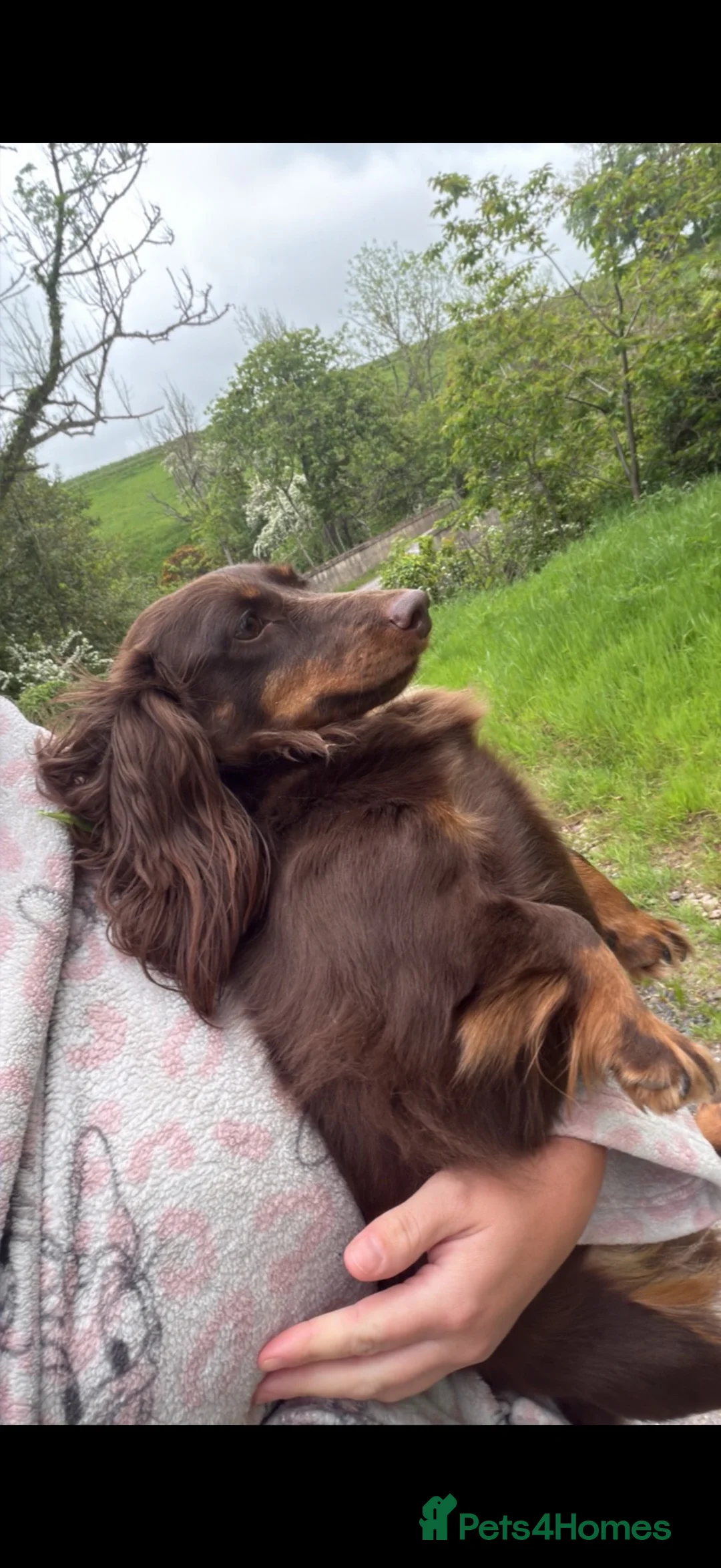 Dachshund dogs for sale: Beautiful dachshund  in Montrose - Advert 2