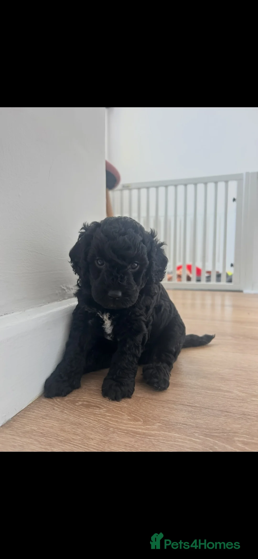 Mixed Breed dogs for sale: 2 Male F1b Beaglepoo - Advert 18