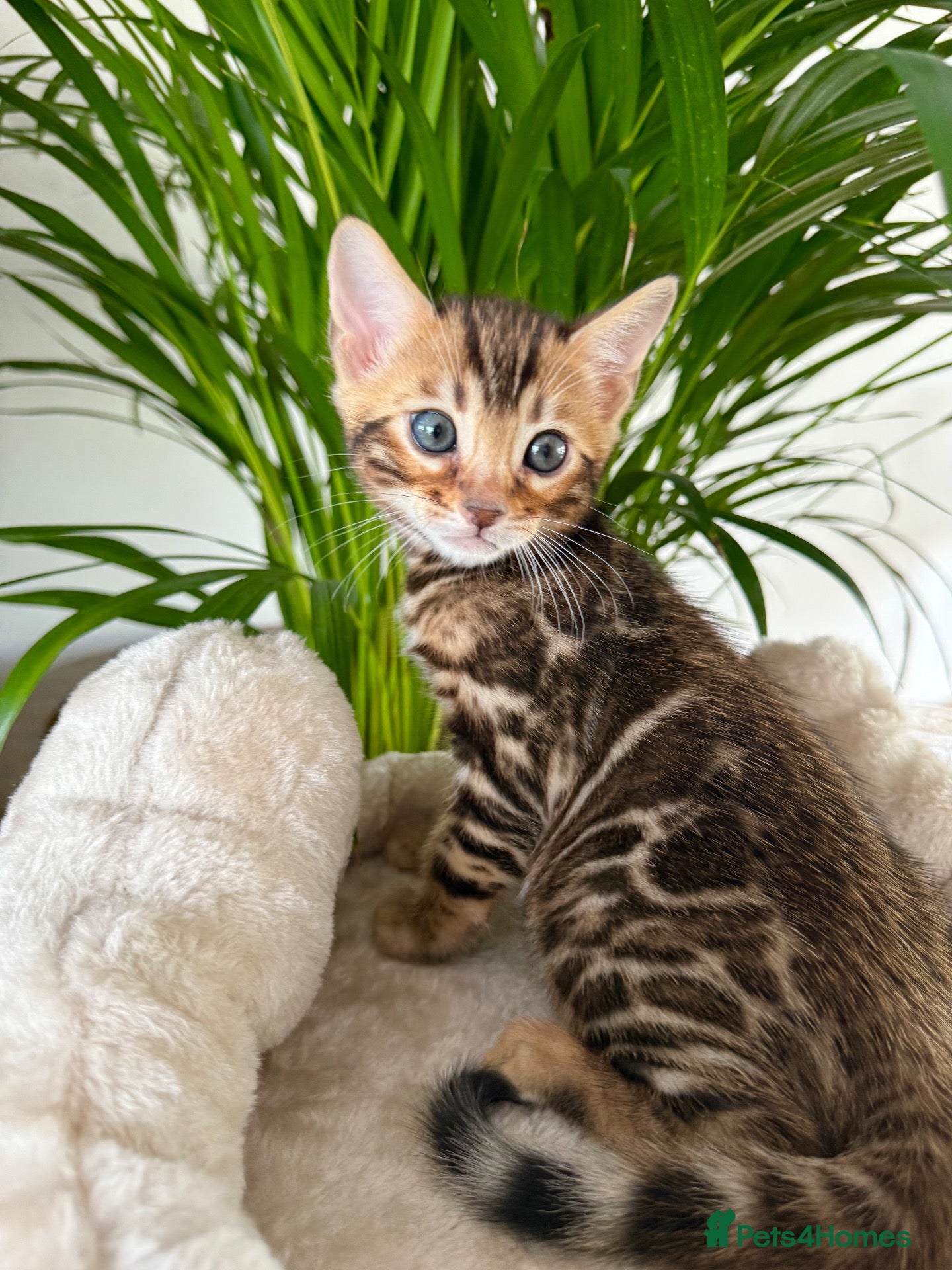 Bengal cats 🐆 Outstanding Champion Leopards🐆  - Advert 1