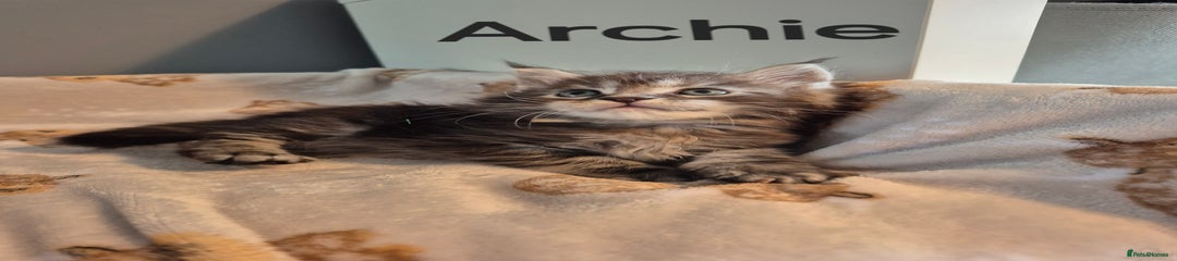 Archie
