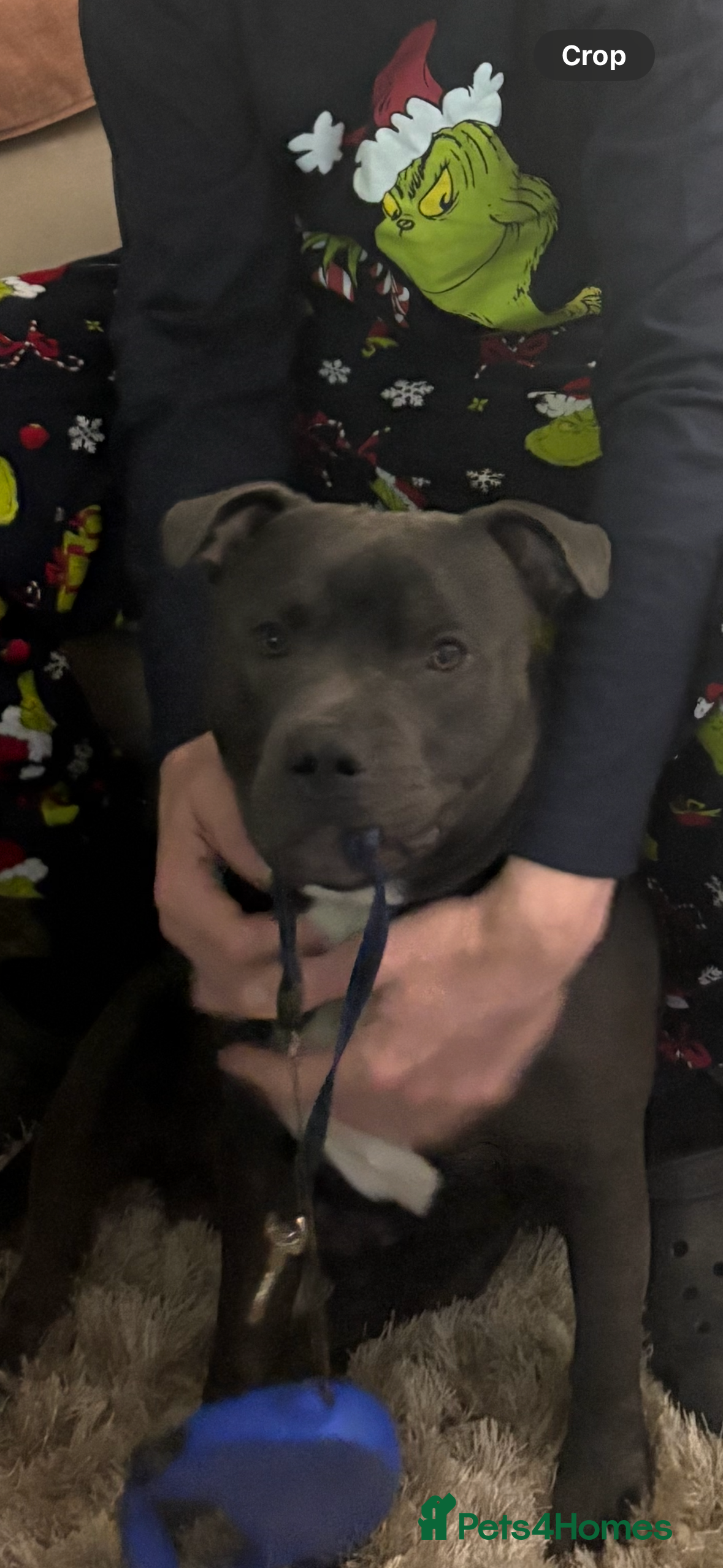 Staffordshire Bull Terrier dogs Blue Staffy to stud - Advert 4