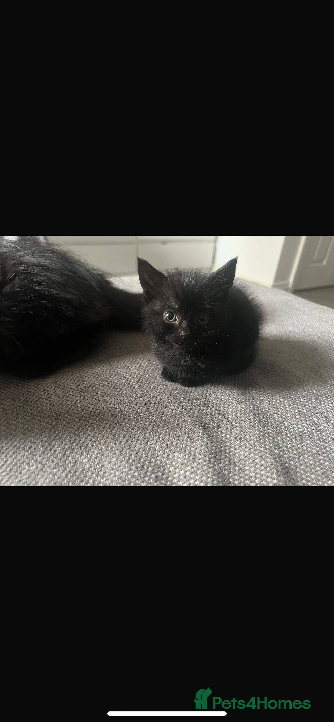 Mixed Breed cats for sale: Kittens for sale  - Image 10