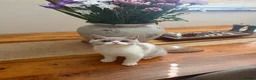 British Shorthair cats for sale: READY NOW - REGISTERED FULL PEDIGREE BSH KITTENS - Advert 25