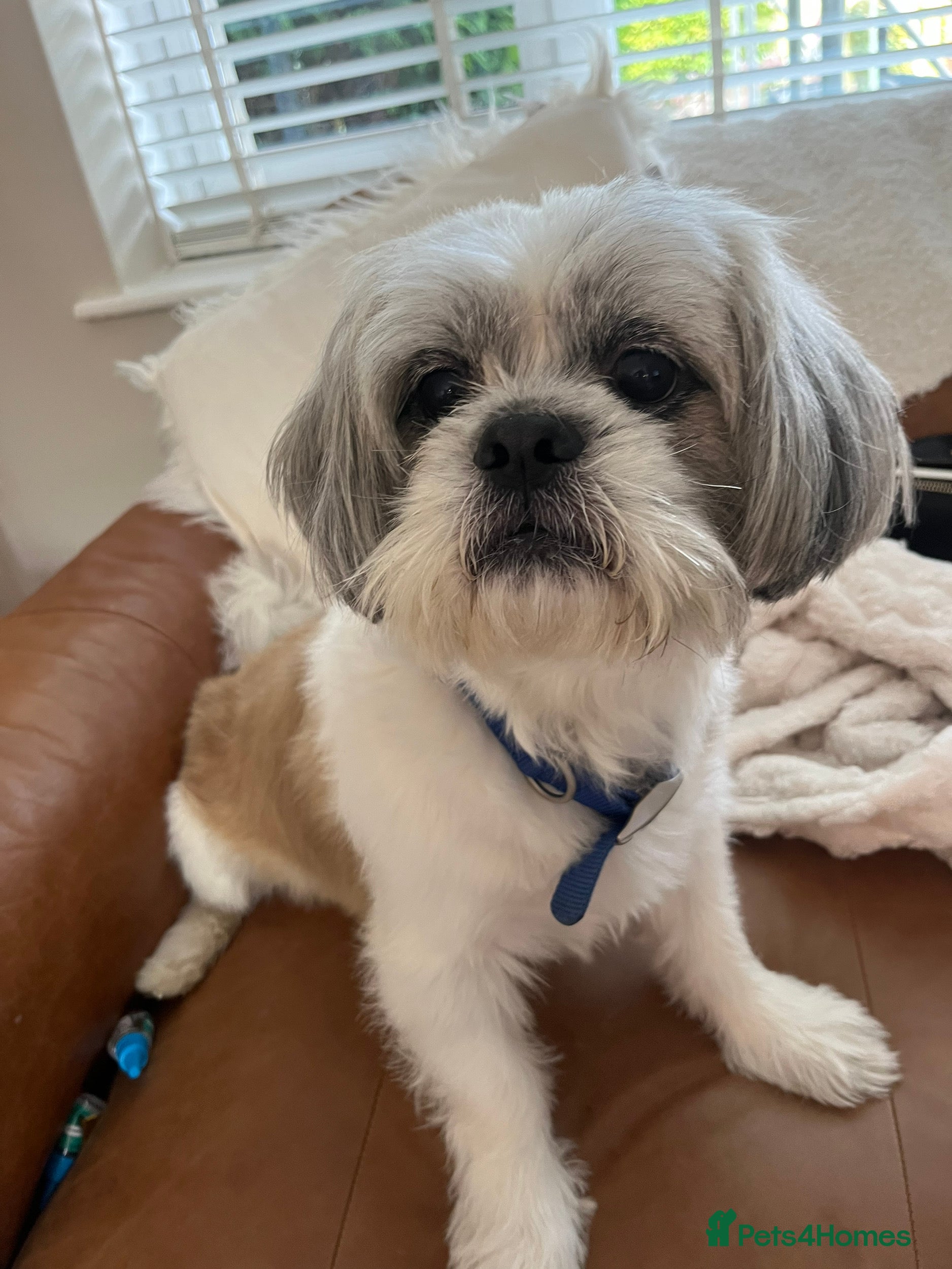 Mixed Breed dogs Mixed breed shih tzu/lassa- (Free)   - Advert 3