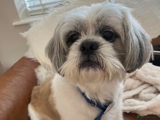 Mixed Breed dogs Mixed breed shih tzu/lassa- (Free) - Advert 3