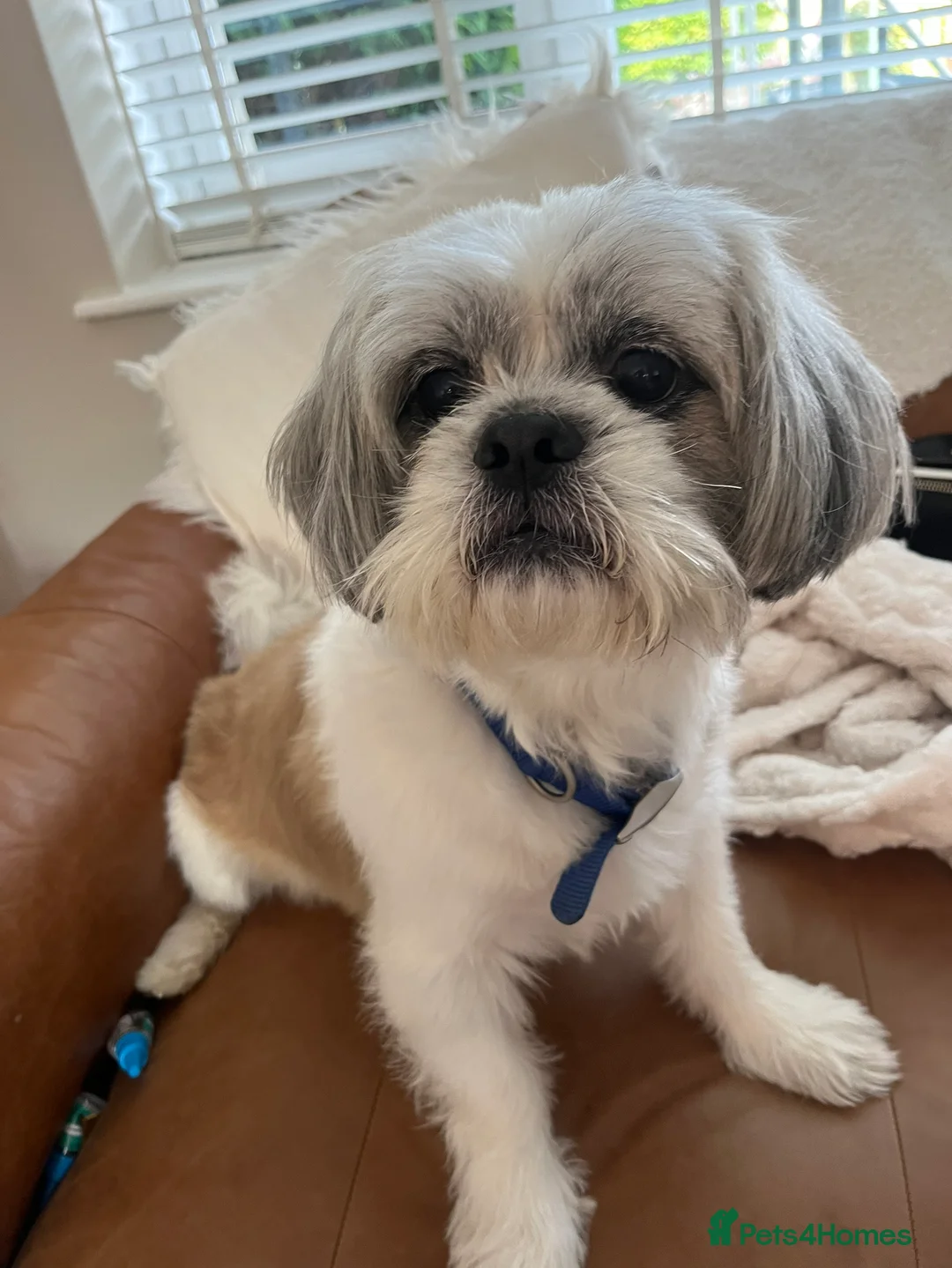 Mixed Breed dogs for stud: Mixed breed shih tzu/lassa- (Free)   - Advert 1