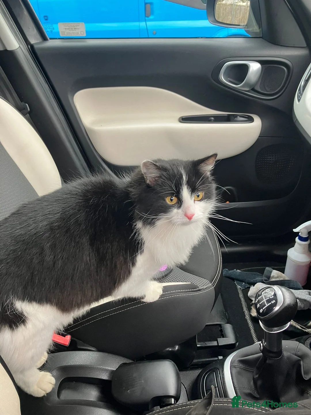 Domestic Shorthair cats for sale: female cat   - Advert 5