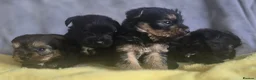 Cairn Terrier dogs for sale: Cairn terrier x Yorkie puppies  - Advert 5