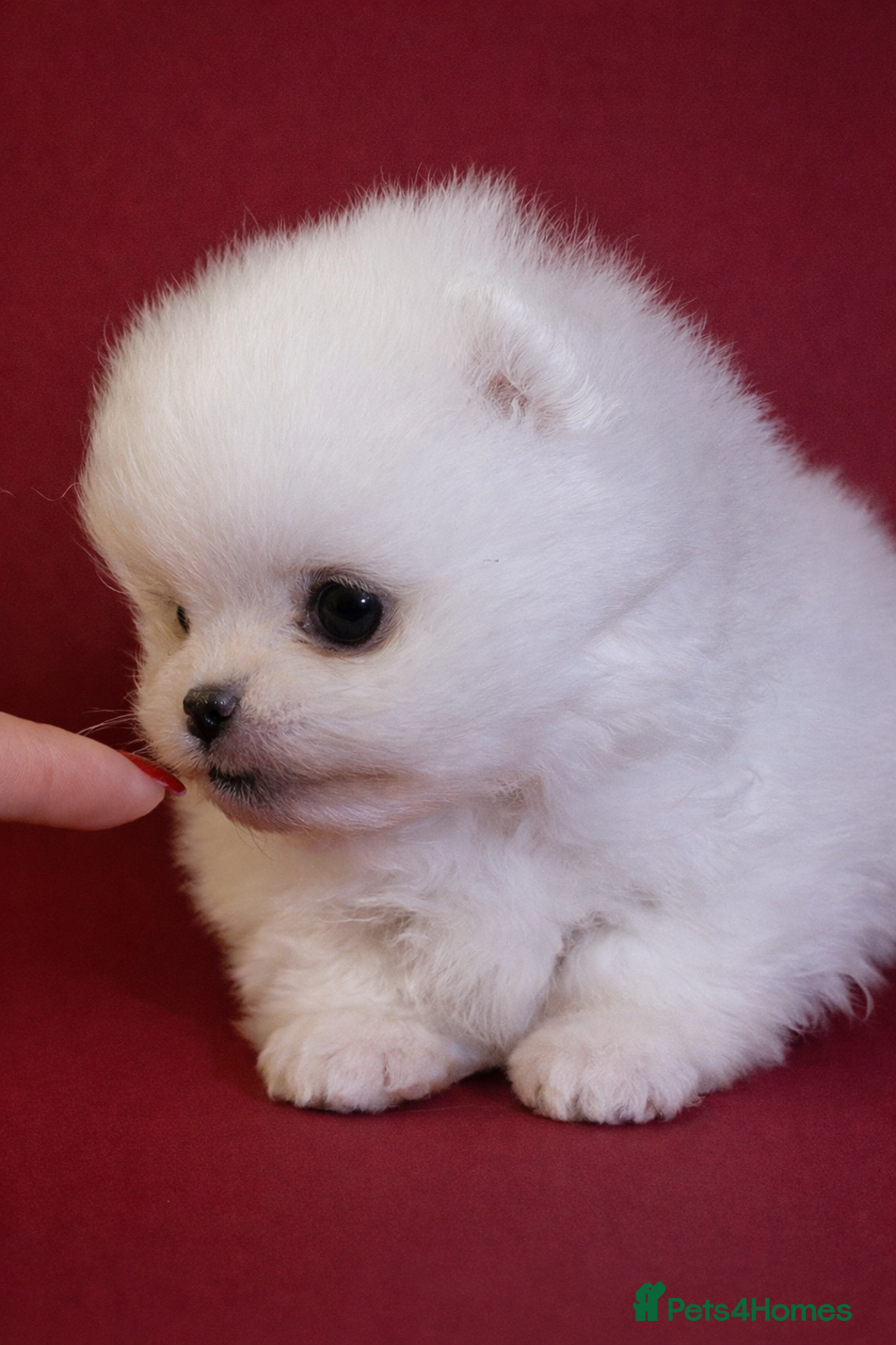 Pomeranian dogs for sale: KC Registered, Teddy bear face , tiny Pomeranians  - Advert 5
