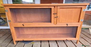 Guinea Pig rodents - Advert 8