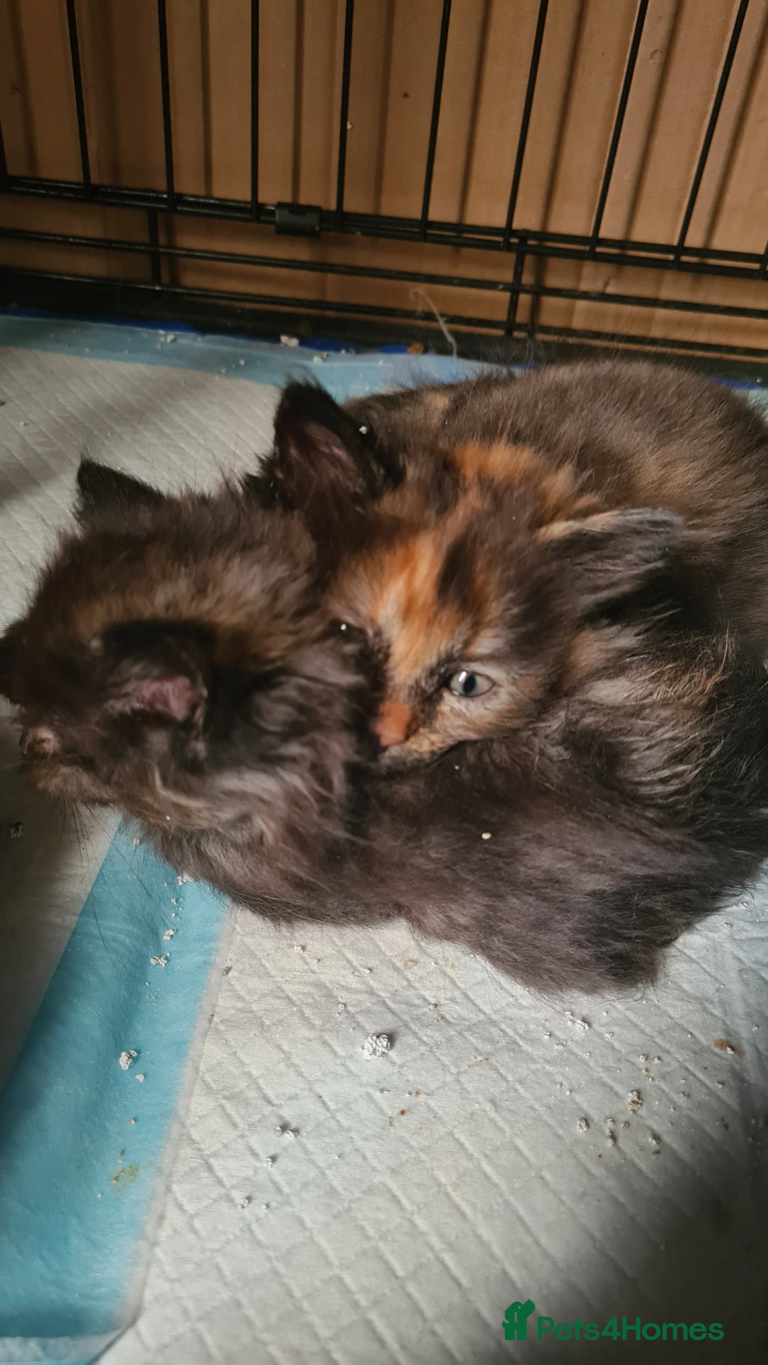 Ragdoll cats for sale: Ragdoll x kittens - Image 4