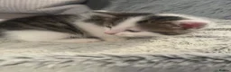 Domestic Shorthair cats for sale: 3 adorable kittens looking for their forever home  - Advert 10