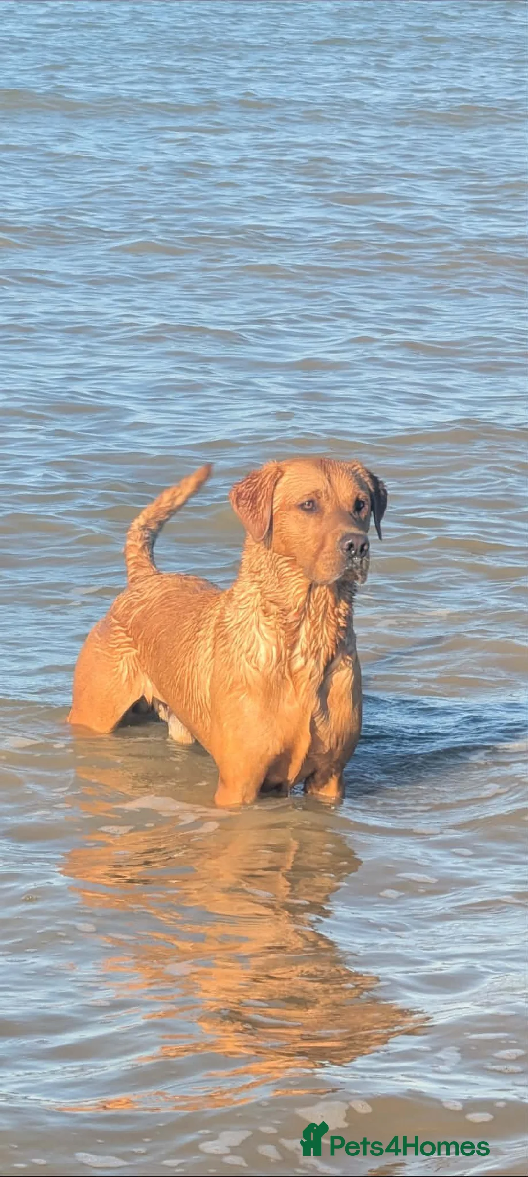 Labrador Retriever dogs for sale: KC registered 3year old fox red labrador in Deal - Advert 2