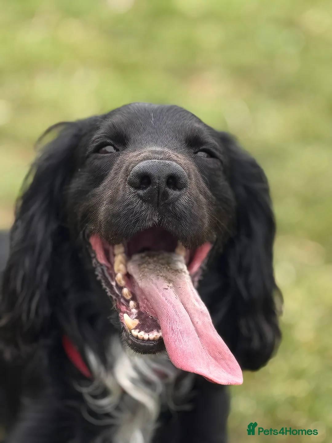Cocker Spaniel dogs for stud: Kc  working cocker available for stud duties - Advert 6