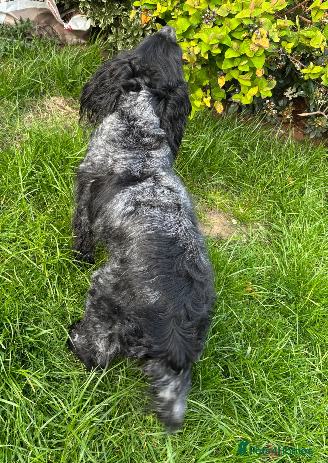 Cocker Spaniel dogs for sale: 5 year old cocker spaniel  - Advert 9