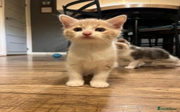 Maine Coon cats for sale: Fluffy crossed maine coon kittens for sale - Image 16