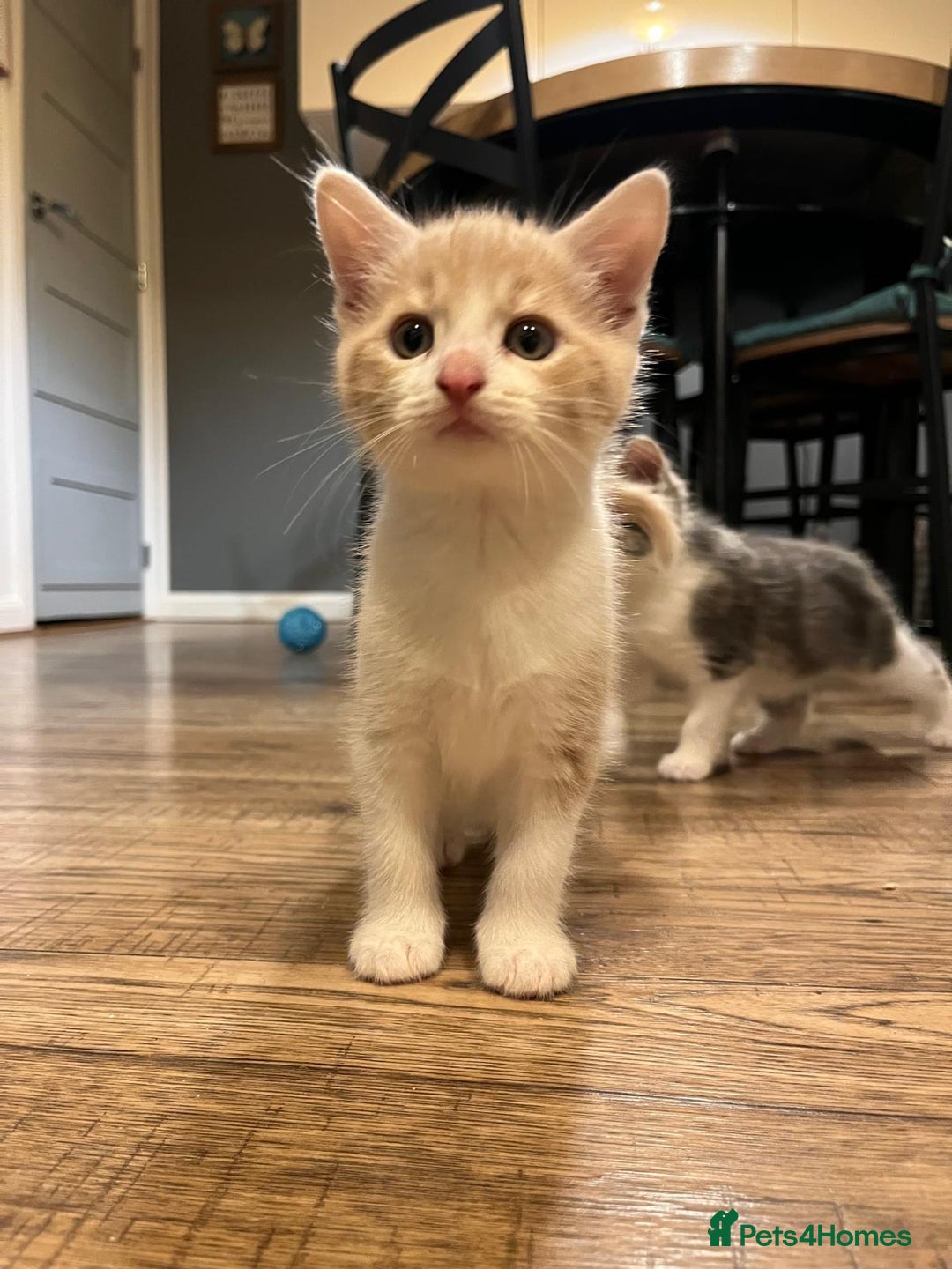 Maine Coon cats for sale: Fluffy crossed maine coon kittens for sale - Image 16