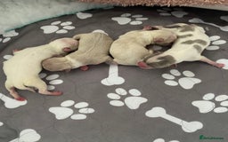 Chihuahua dogs for sale: Exquisite KC Registered Apple Chihuahua Puppies 💖 - Image 4
