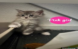 Maine Coon cats for sale: Mainecoon - Image 3